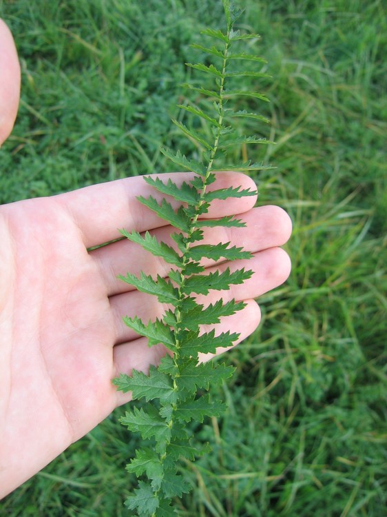 Filipendula vulgaris